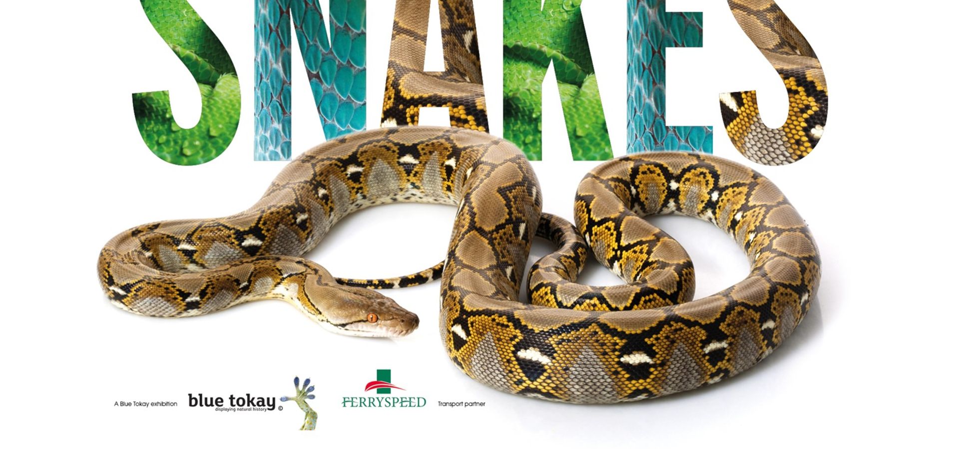 Snakes at Jersey Zoo Event Visit Jersey